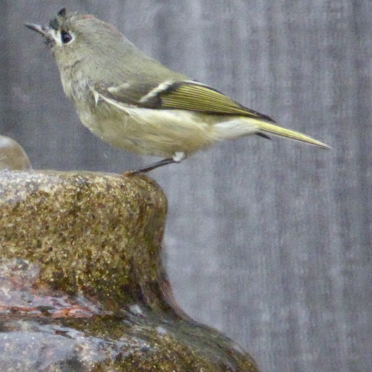 Ruby-crowned Kinglet - ML647065074