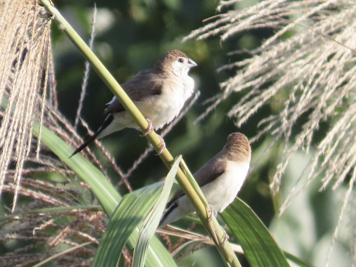 Indian Silverbill - ML647065077