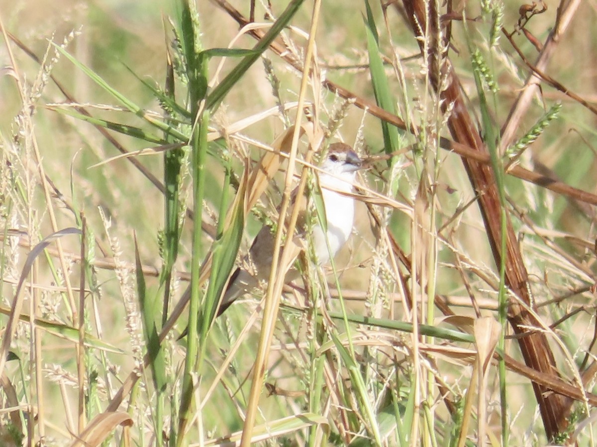 Indian Silverbill - ML647065079