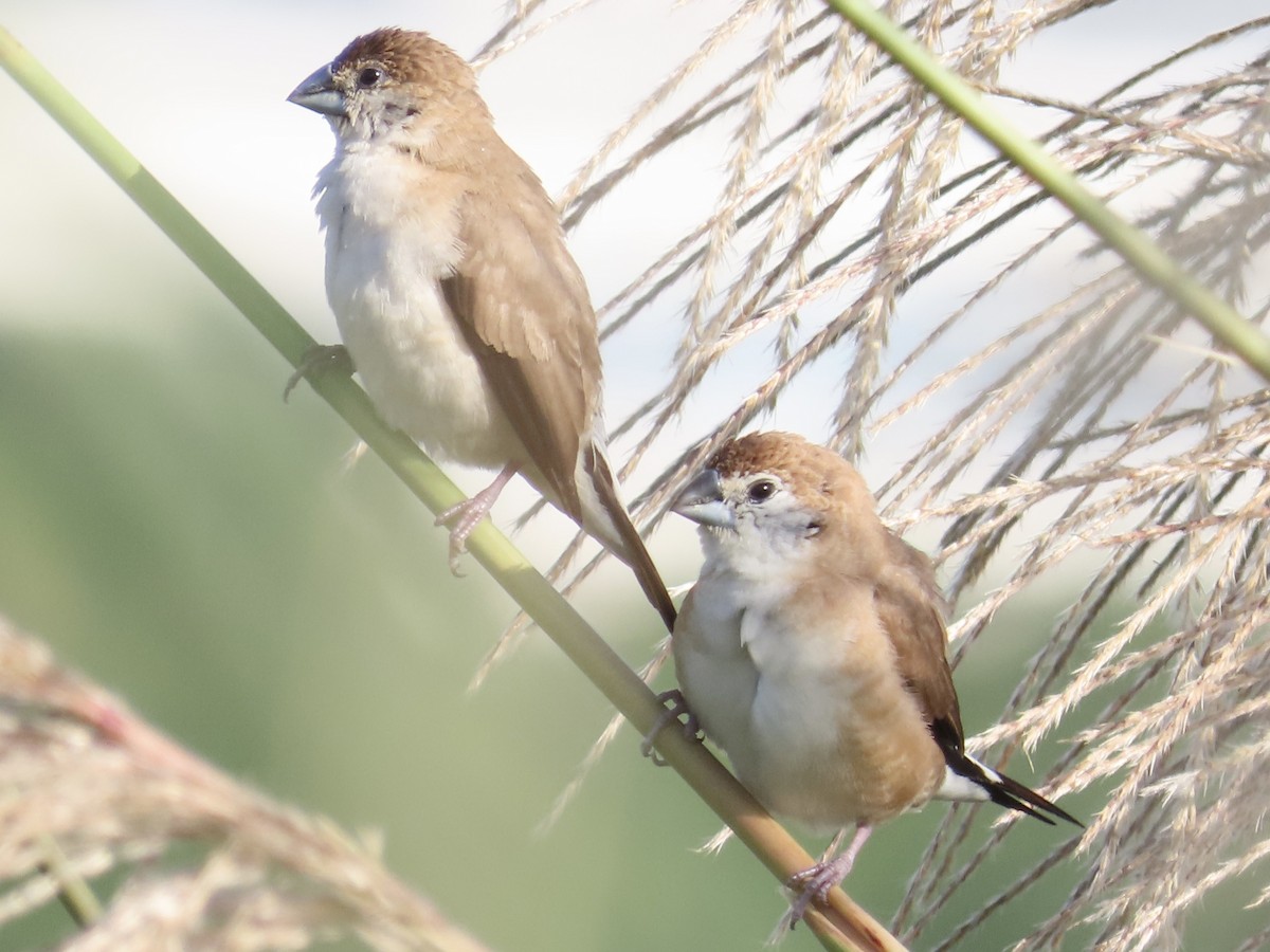Indian Silverbill - ML647065081