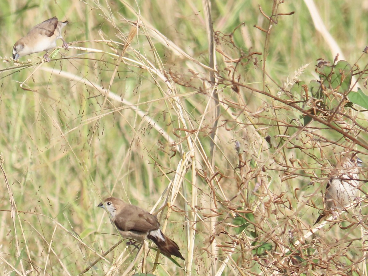 Indian Silverbill - ML647065082