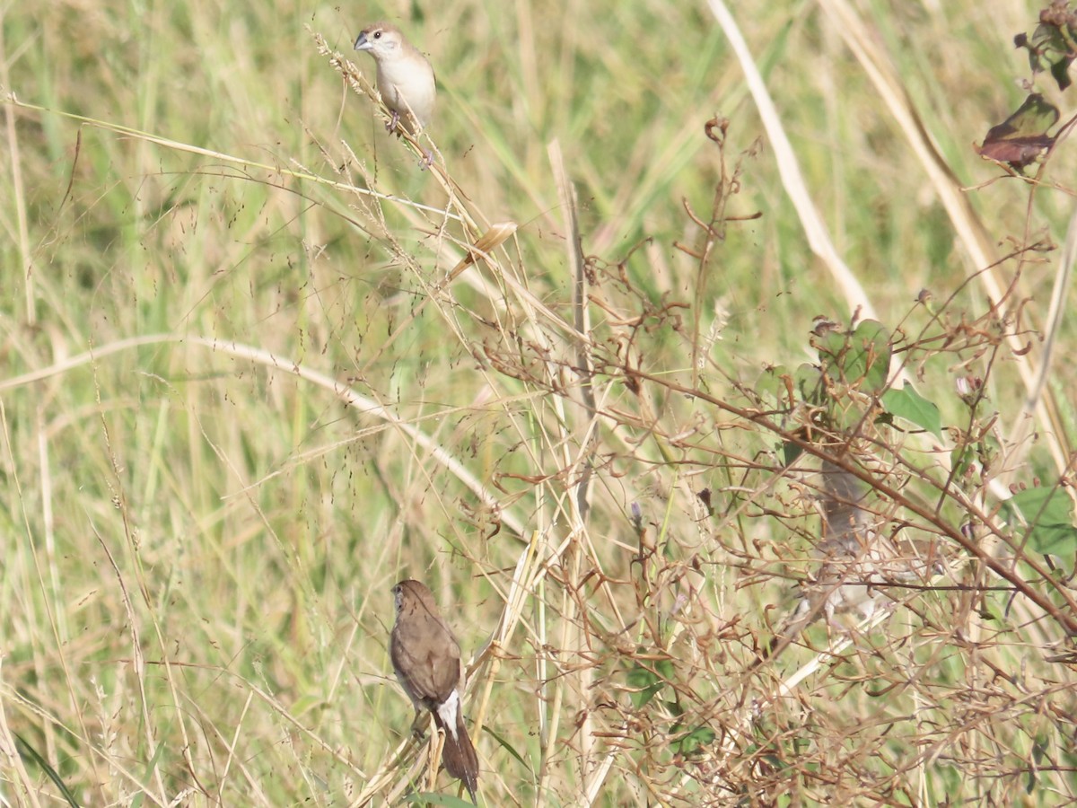 Indian Silverbill - ML647065083