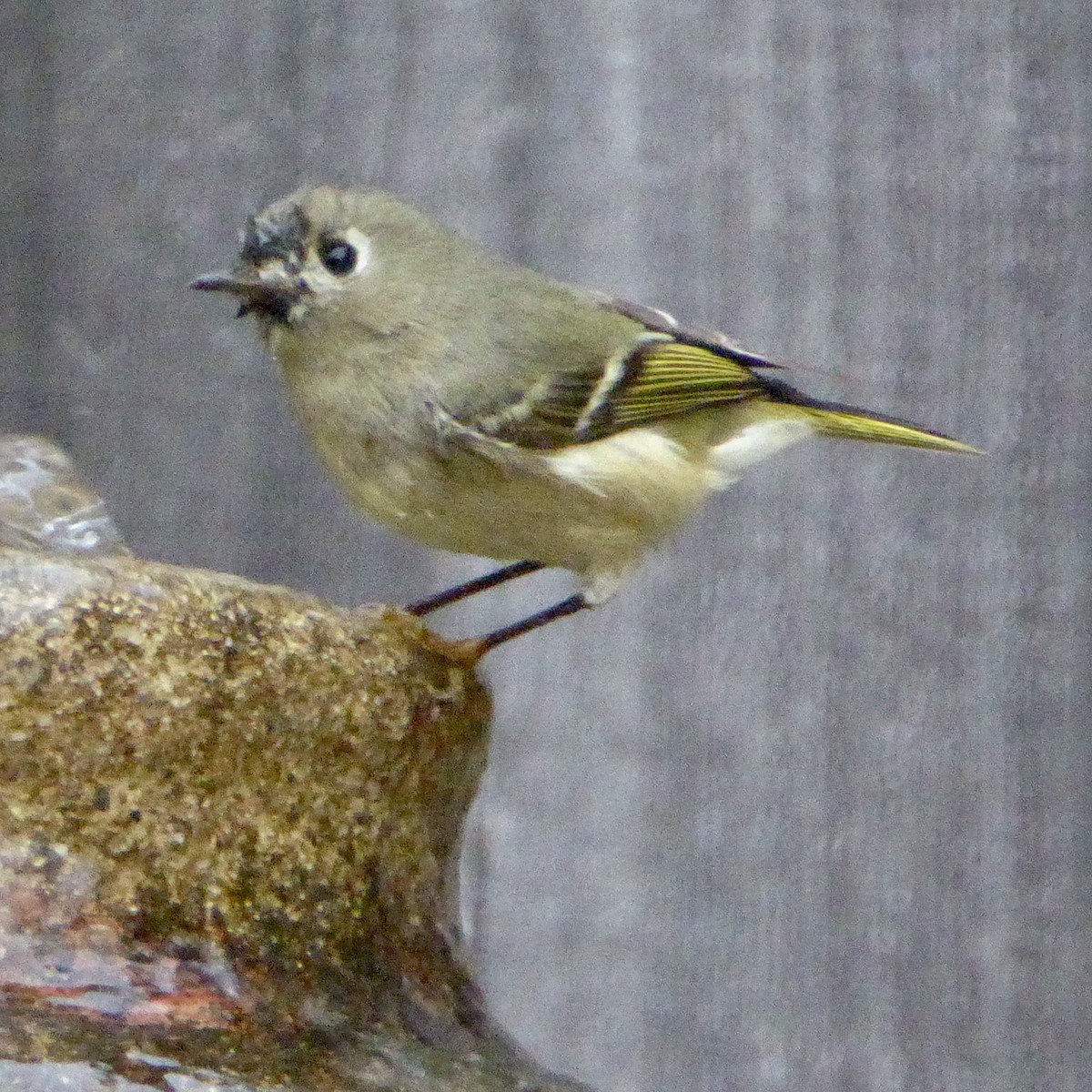 Ruby-crowned Kinglet - ML647065086