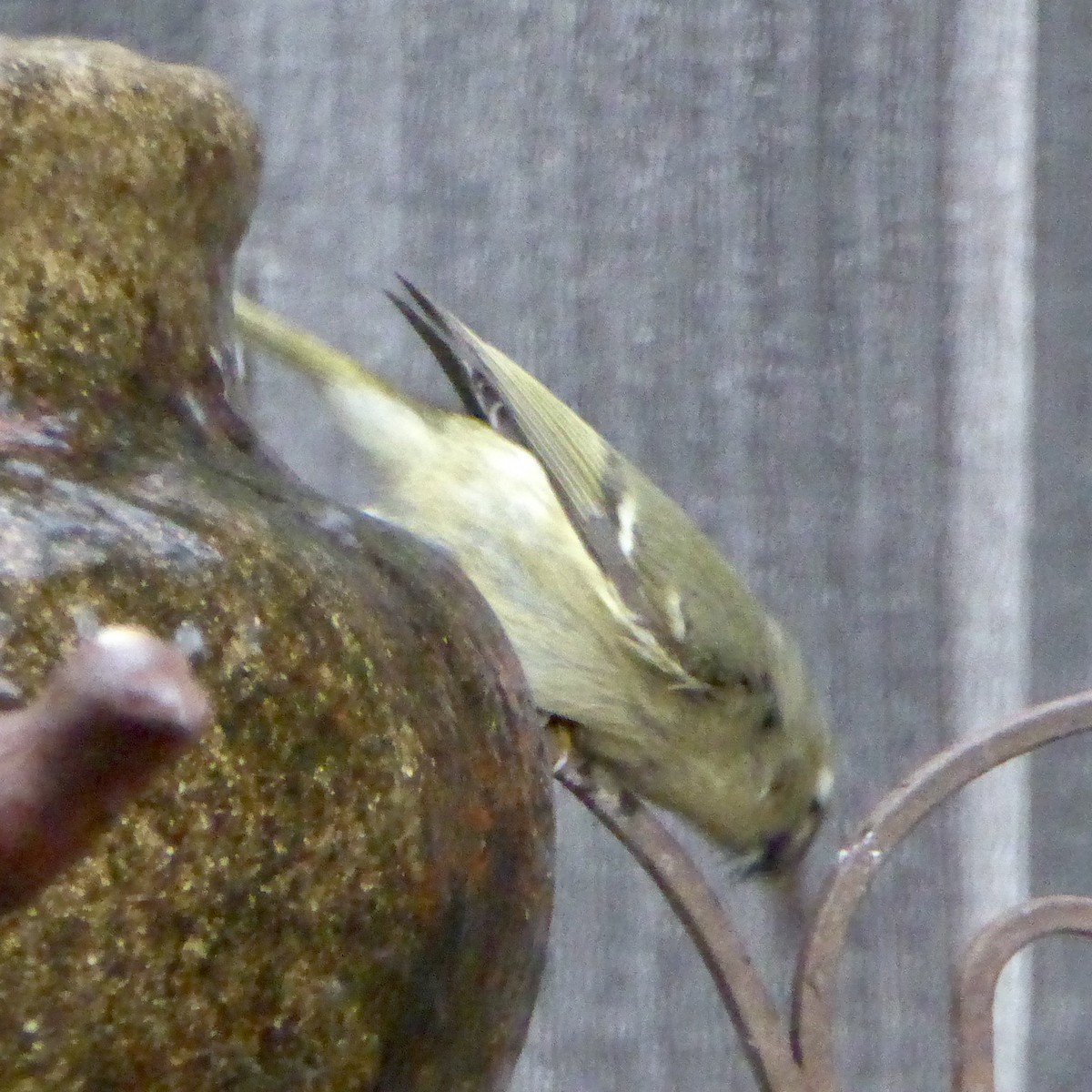 Ruby-crowned Kinglet - ML647065091