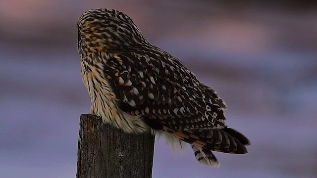 Short-eared Owl - ML647065092