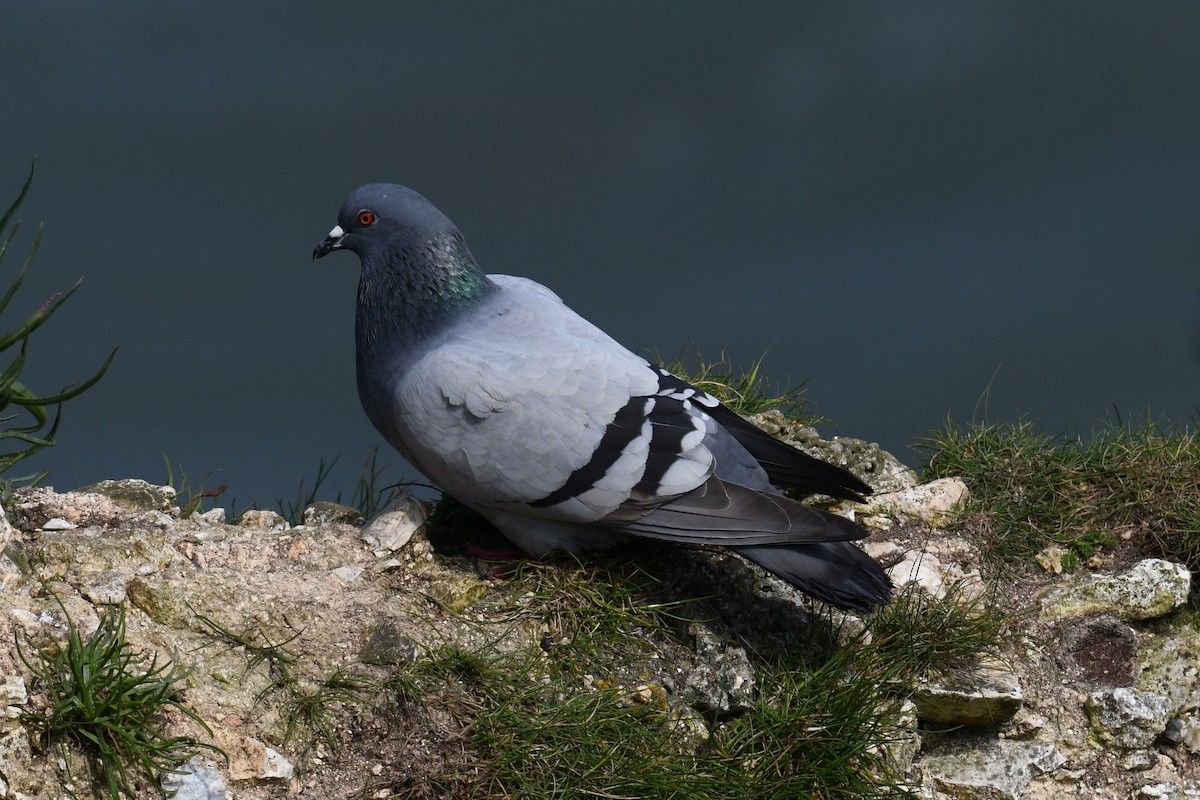 Rock Pigeon (Feral Pigeon) - ML647065097