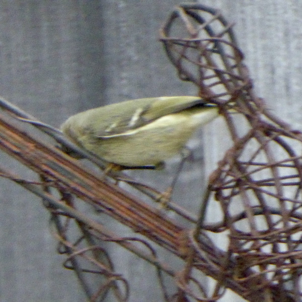 Ruby-crowned Kinglet - ML647065098