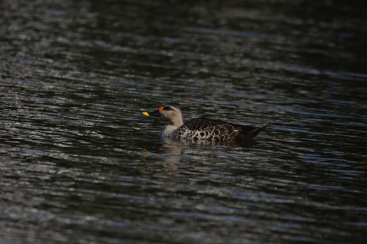 Indian Spot-billed Duck - ML647065103