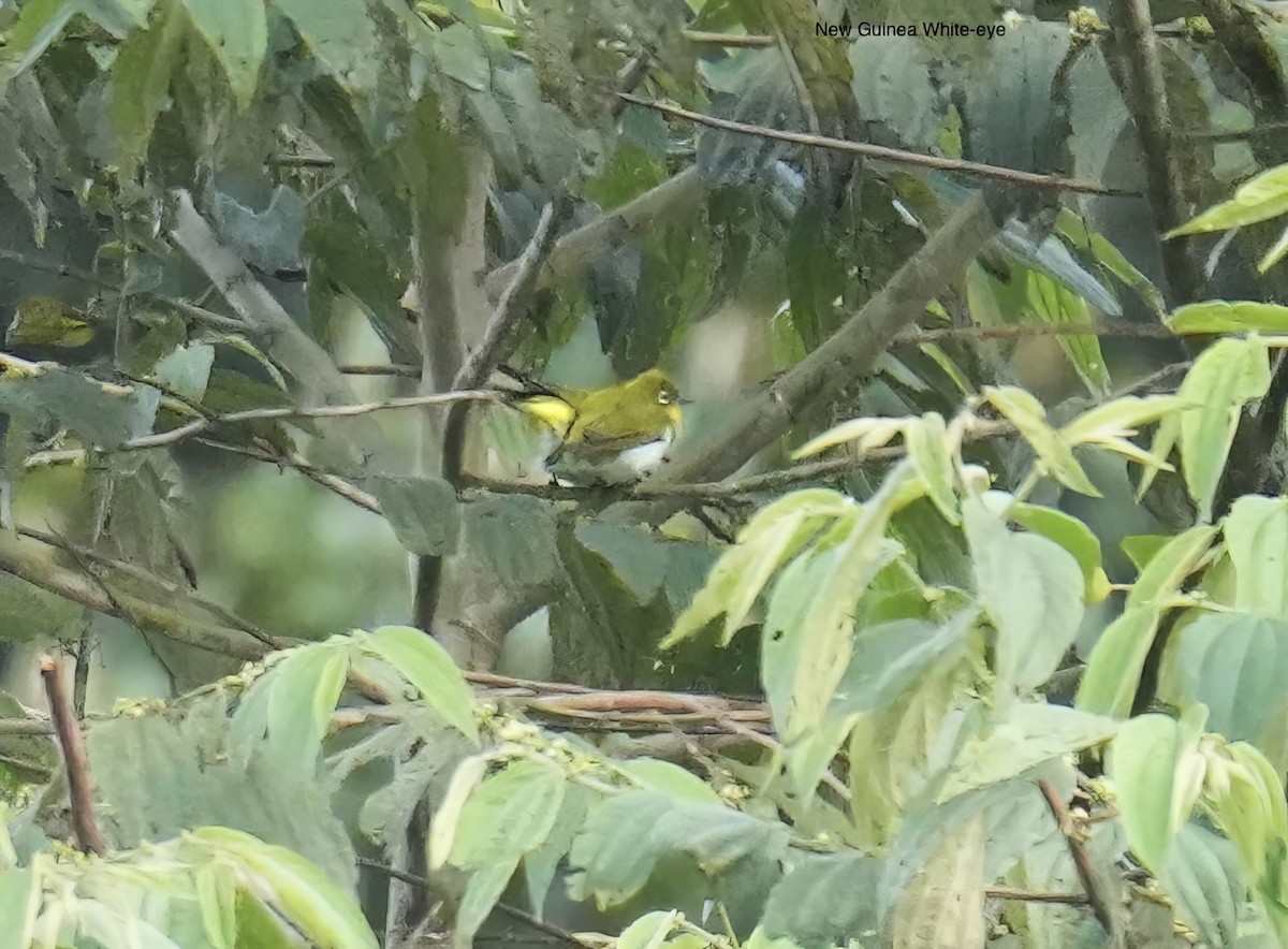New Guinea White-eye - ML647065104