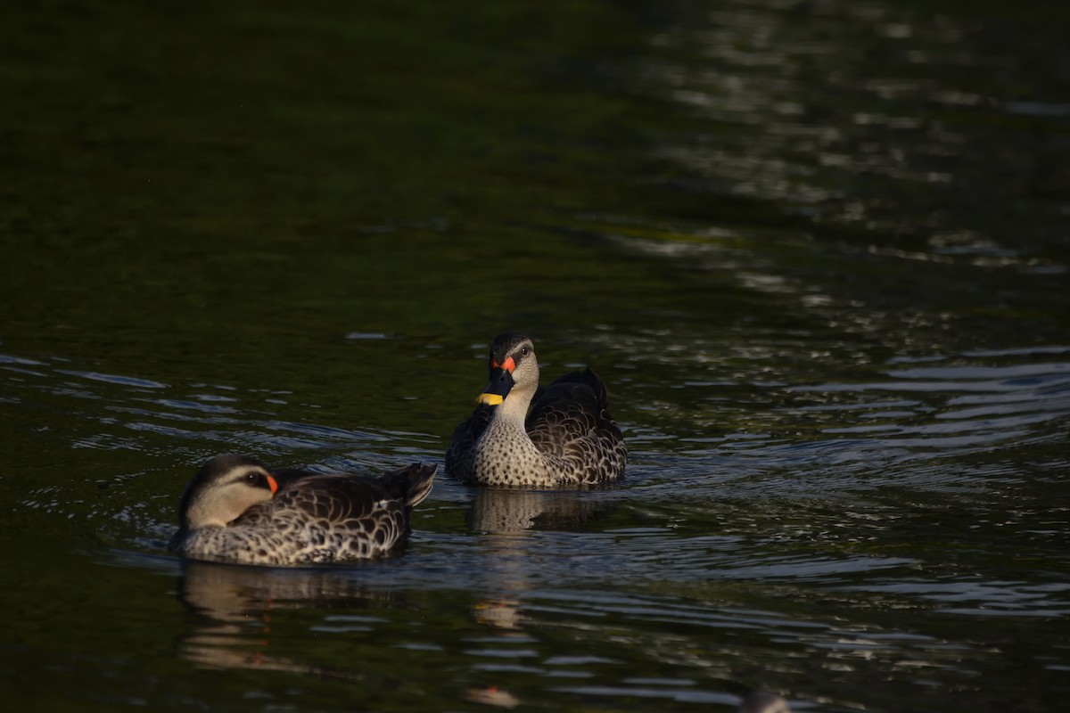 Indian Spot-billed Duck - ML647065105