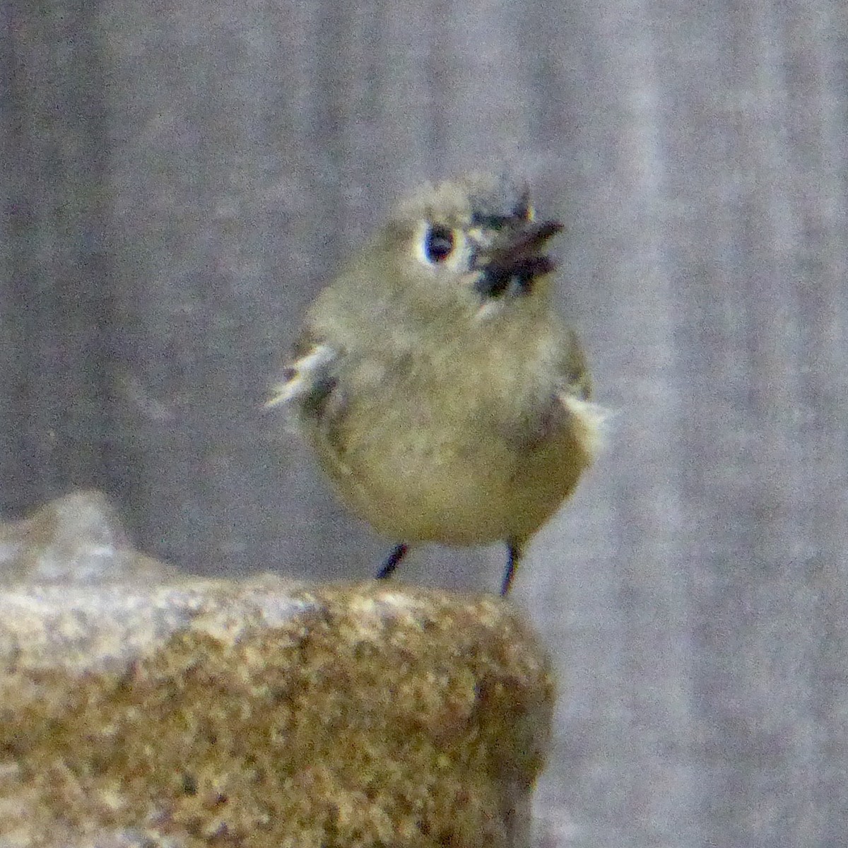 Ruby-crowned Kinglet - ML647065106