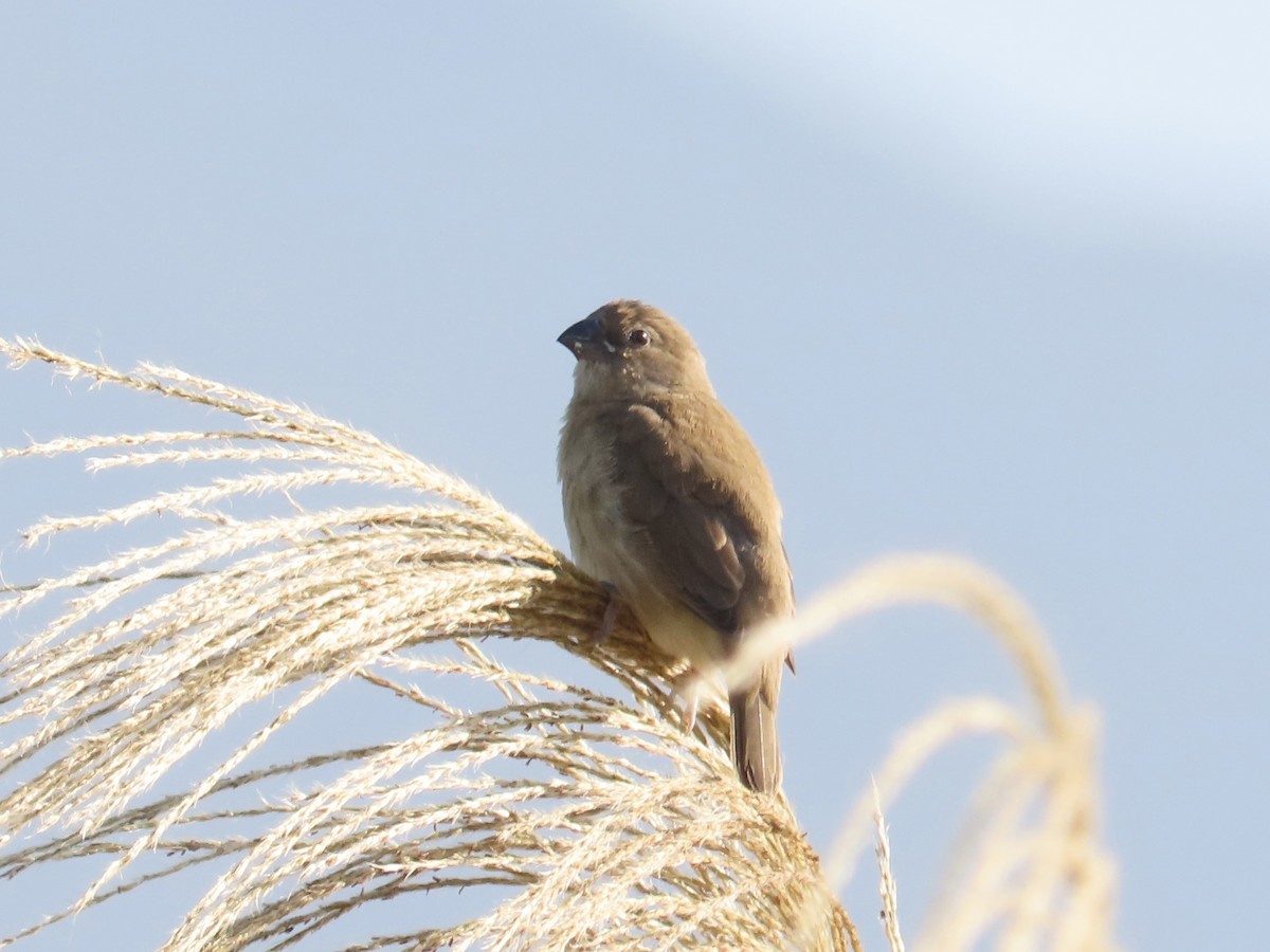 Чешуйчатая муния - ML647065108