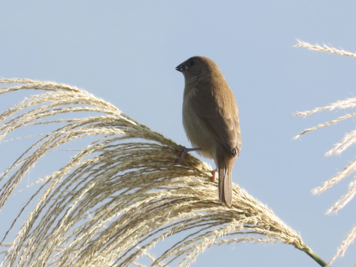 Чешуйчатая муния - ML647065109