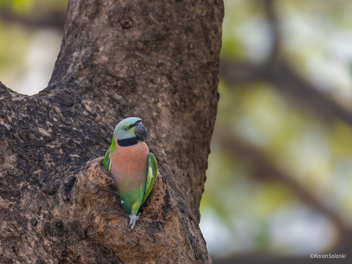 Red-breasted Parakeet - ML647065115