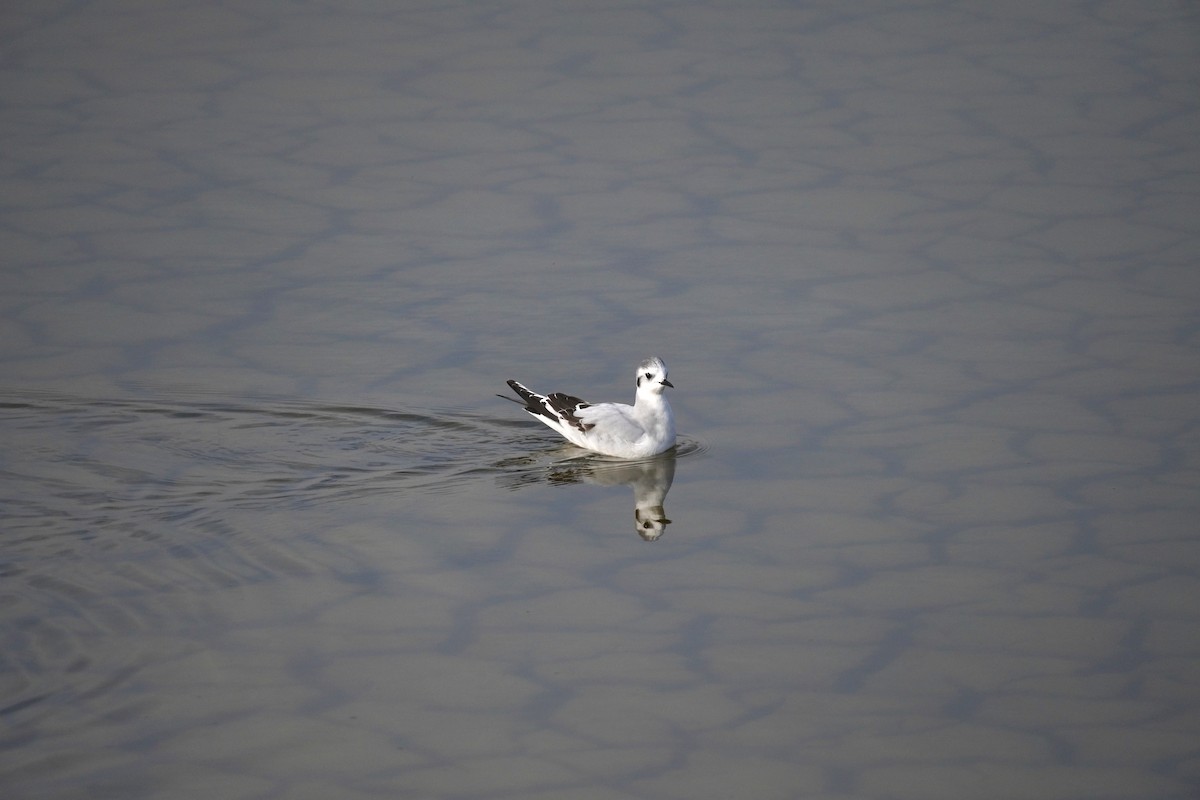 Малая чайка - ML647065121