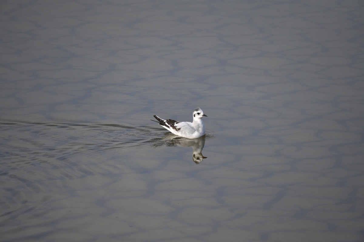 Малая чайка - ML647065122