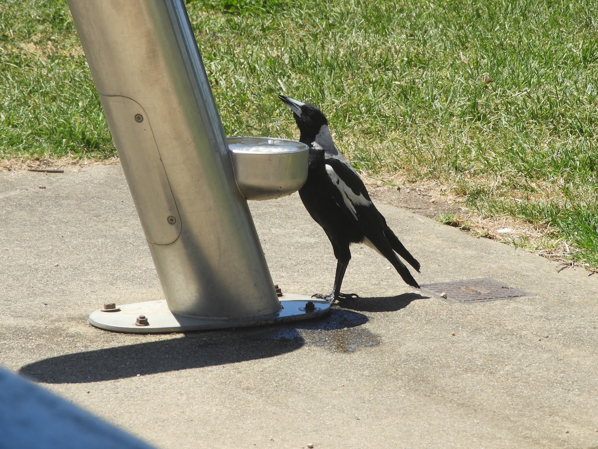 Буругонг, ворона-свистун - ML647065123