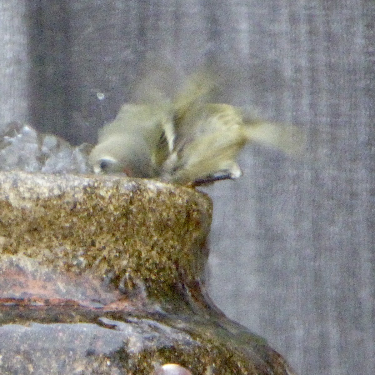 Рубиноголовый королёк - ML647065124