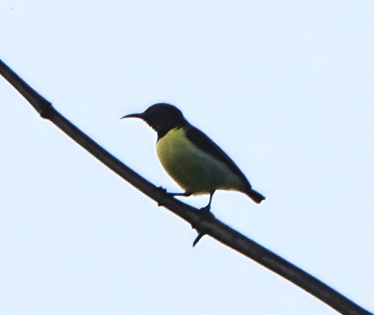 Лимонная нектарница - ML647065126