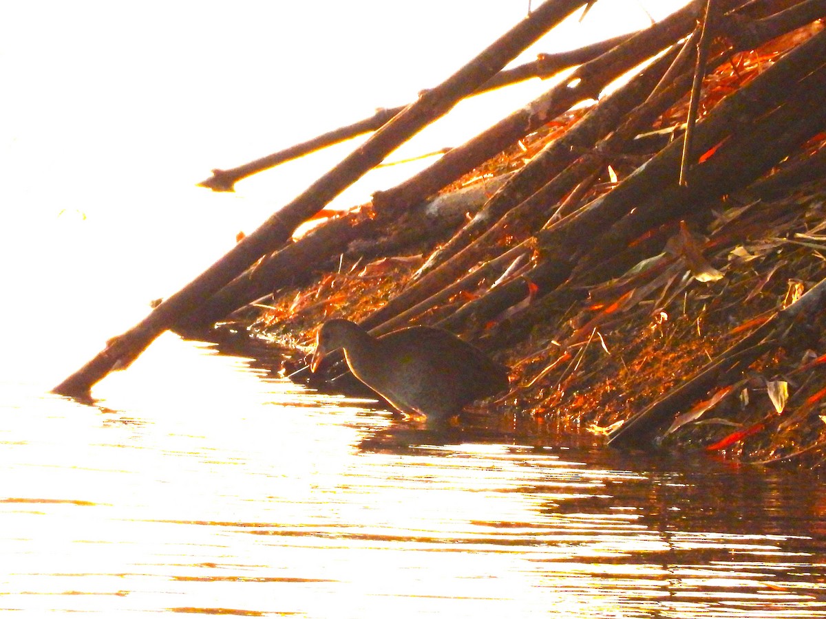 Рогатая камышница - ML647065128