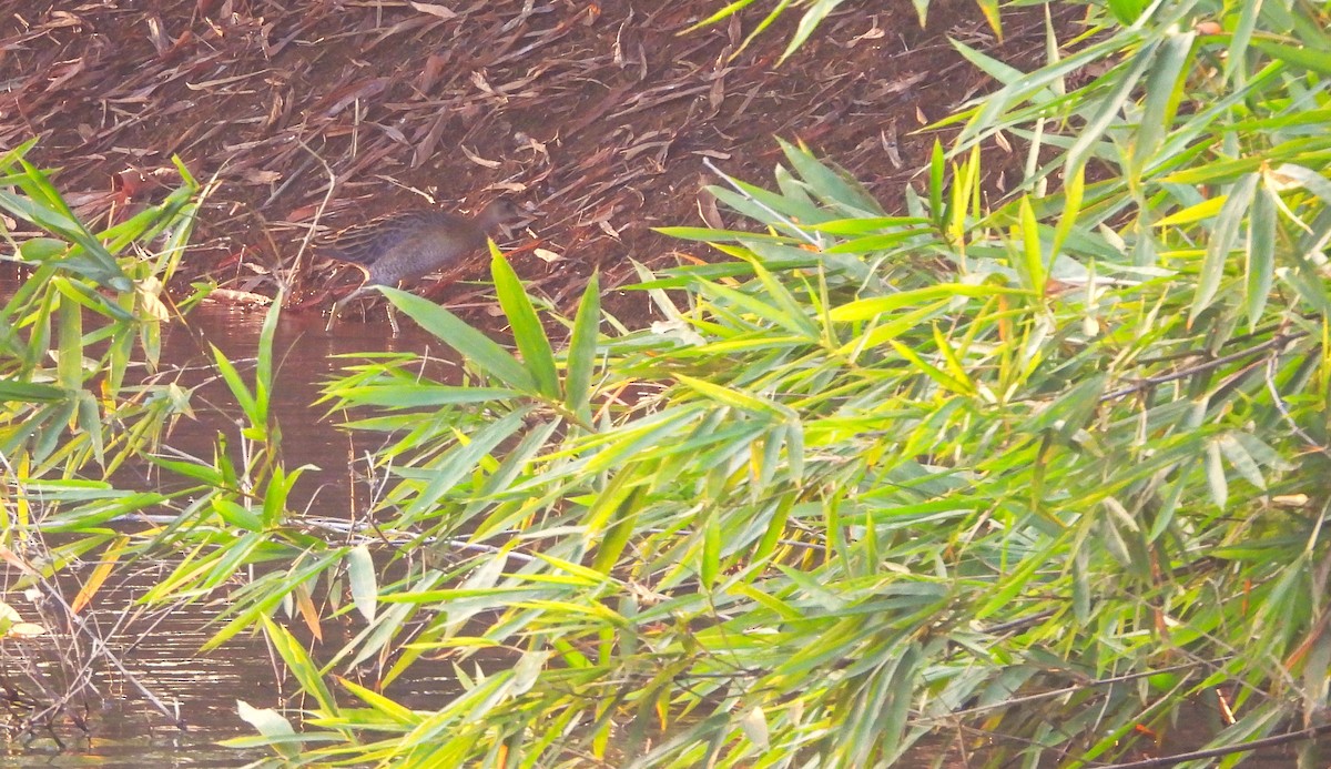 Рогатая камышница - ML647065129