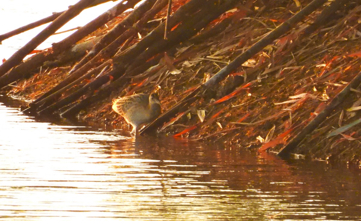 Рогатая камышница - ML647065130