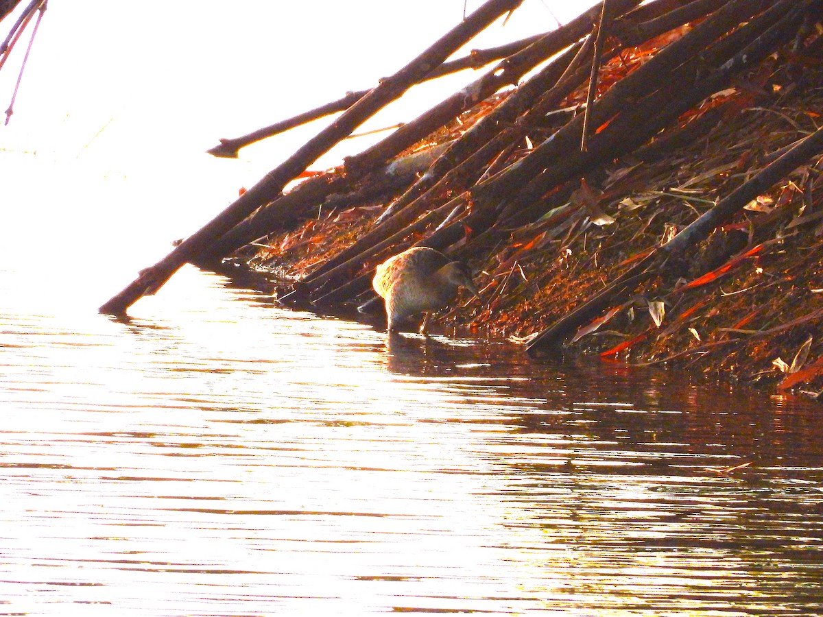 Рогатая камышница - ML647065131