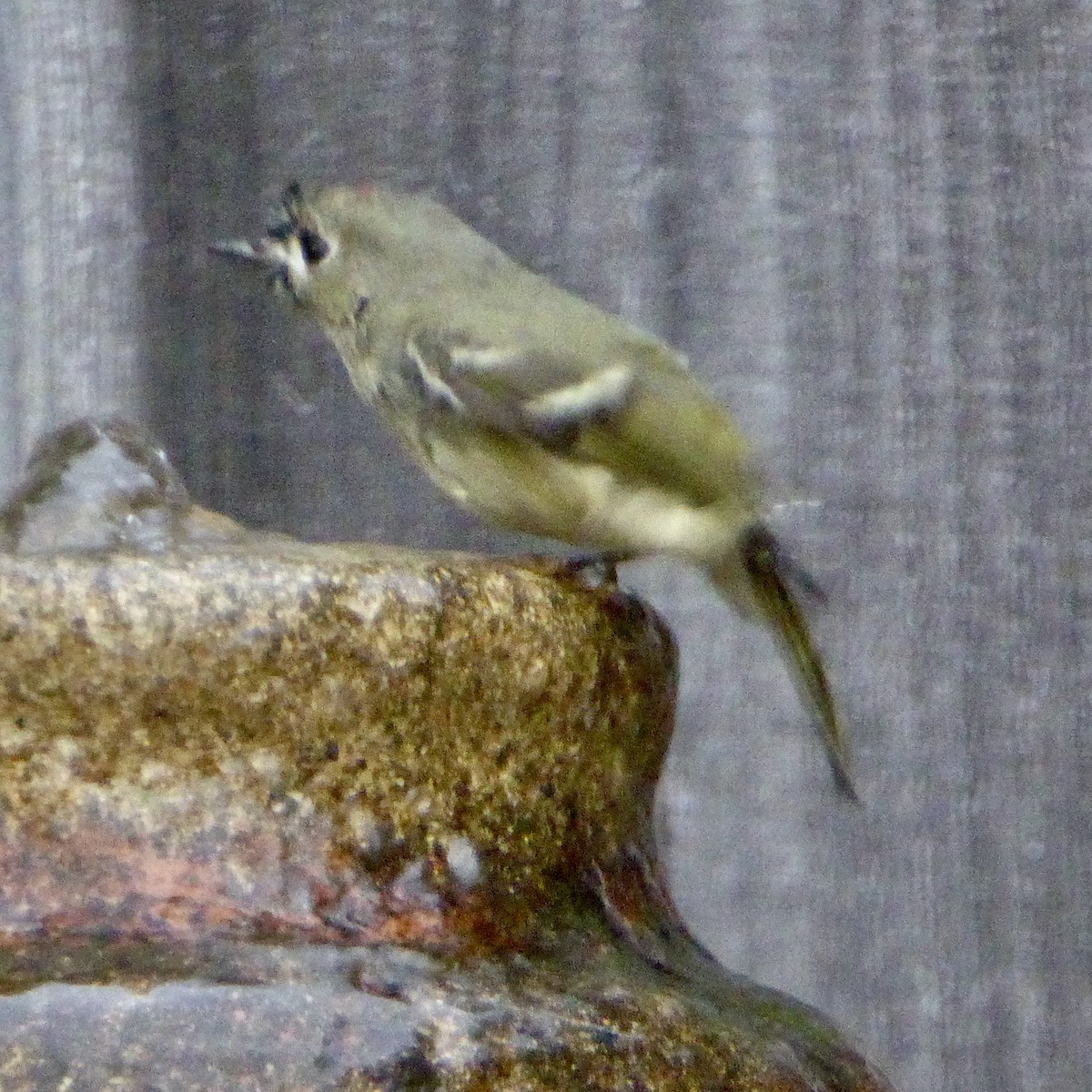 Рубиноголовый королёк - ML647065135