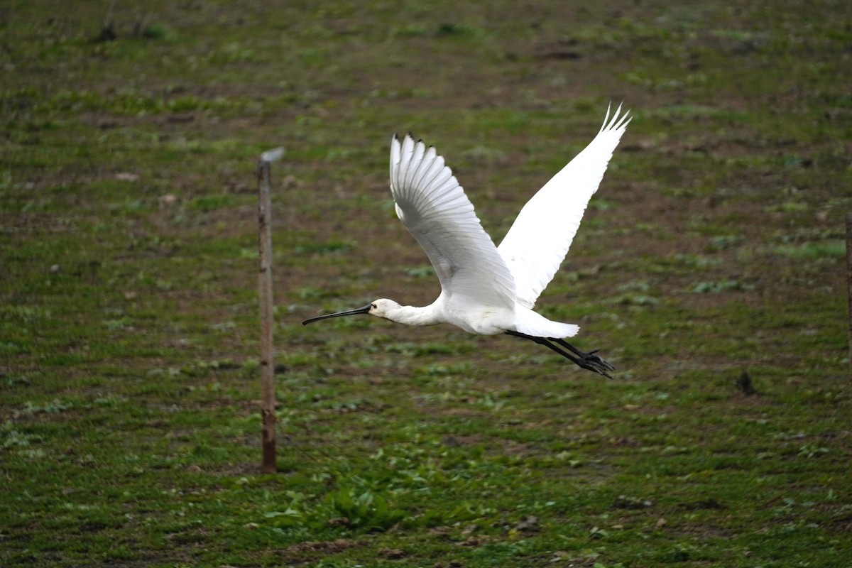 Колпица - ML647065136