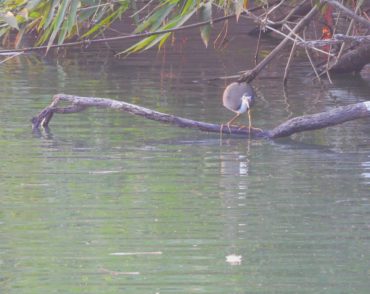 Белогрудый погоныш - ML647065138