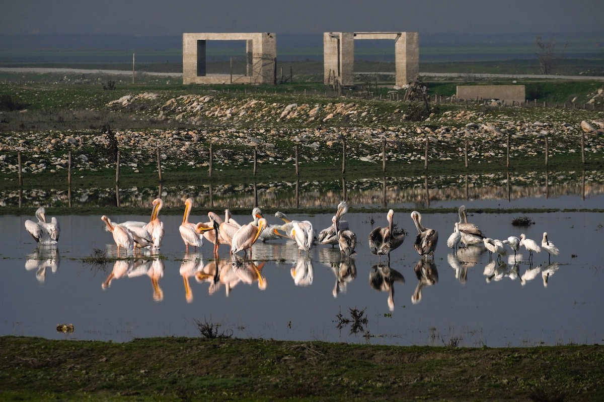 Розовый пеликан - ML647065139