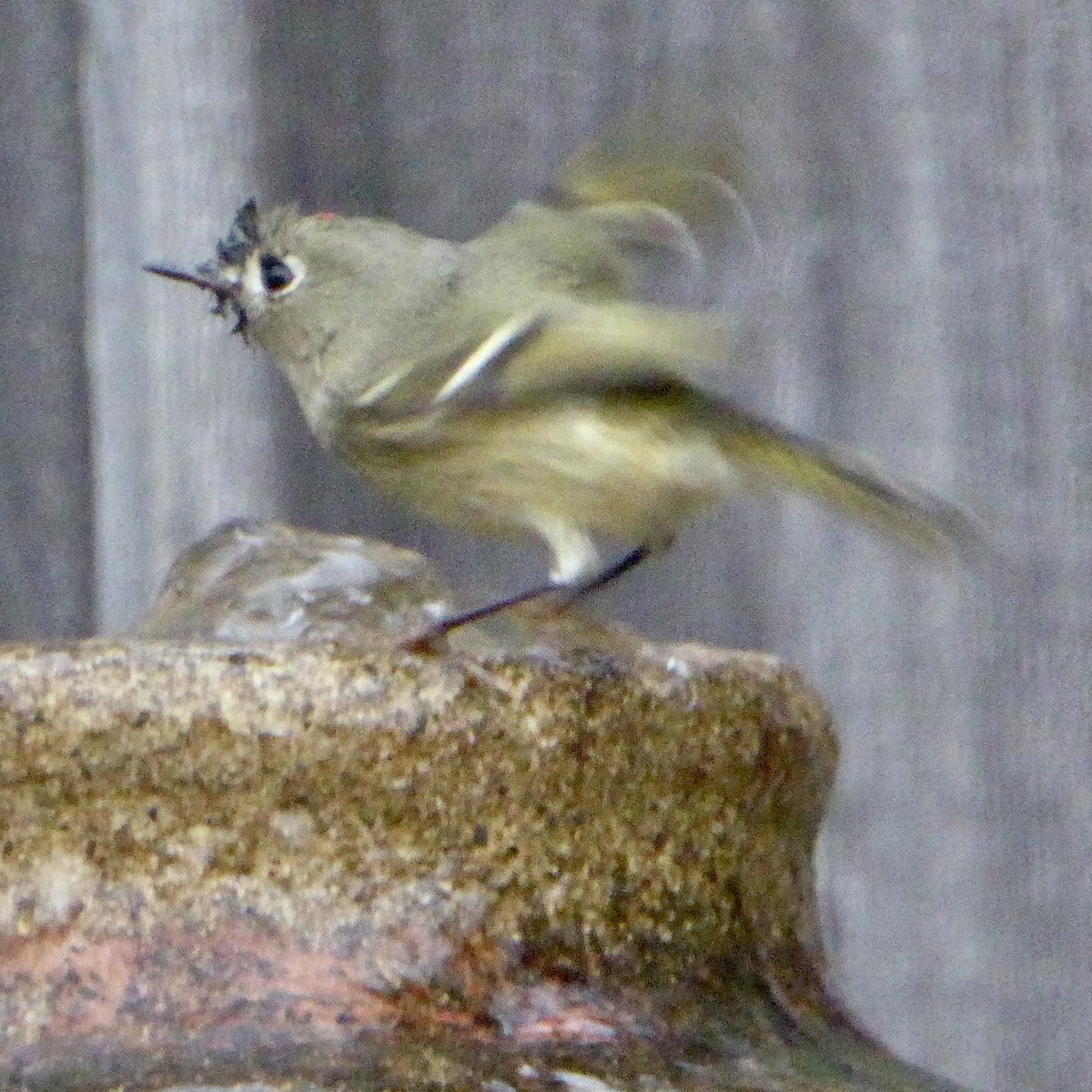 Рубиноголовый королёк - ML647065140