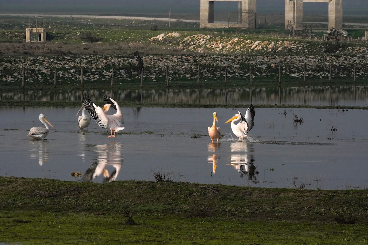 Розовый пеликан - ML647065141