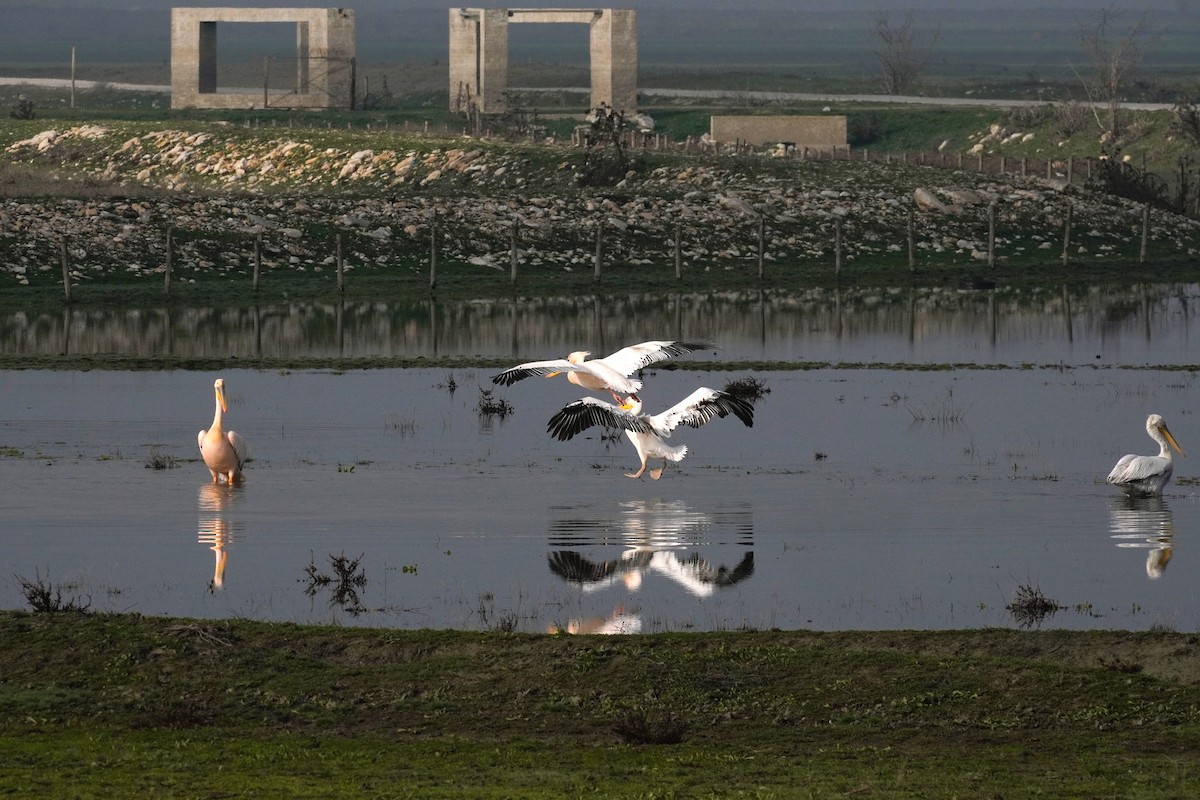 Great White Pelican - ML647065142