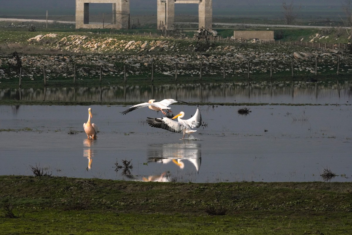 Great White Pelican - ML647065143
