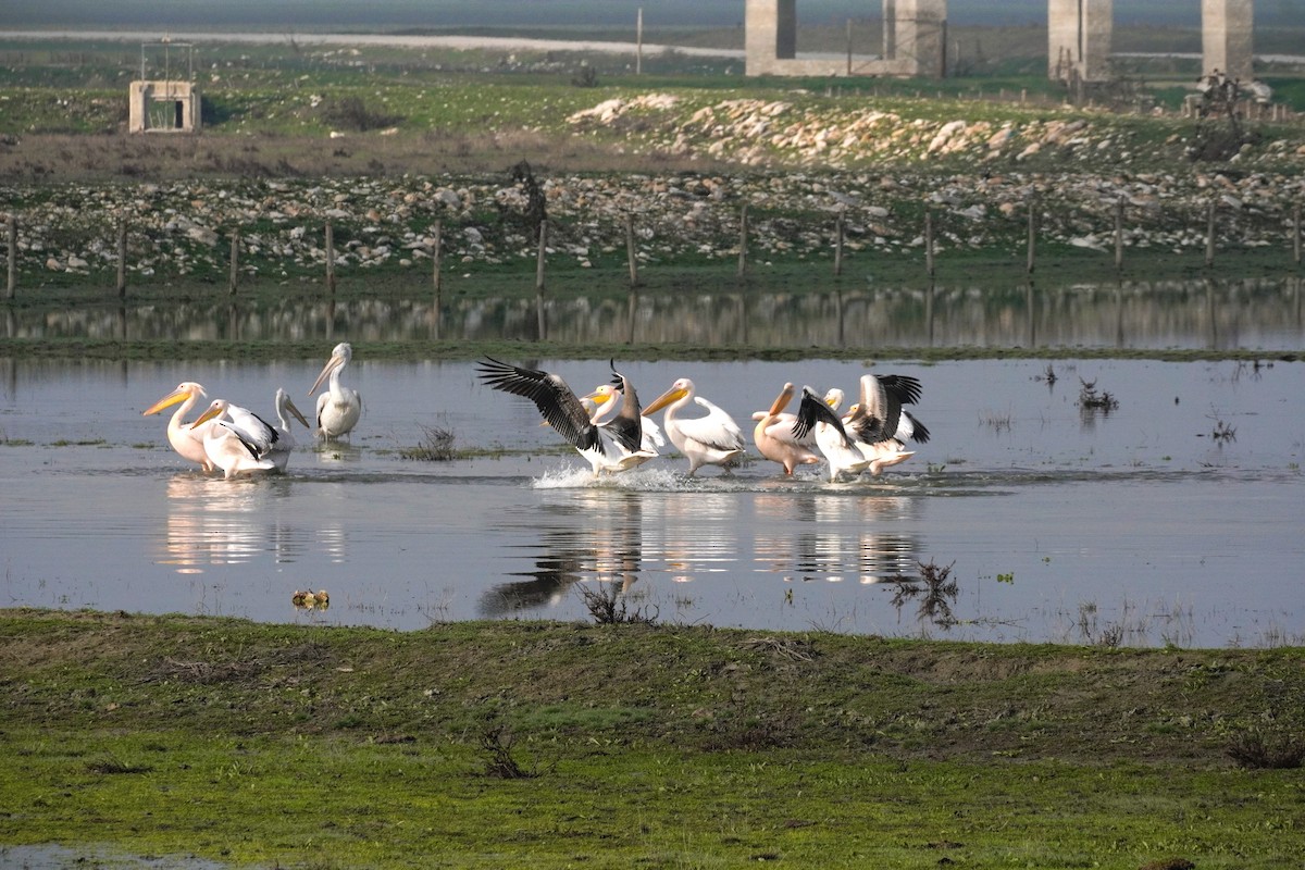 Great White Pelican - ML647065144