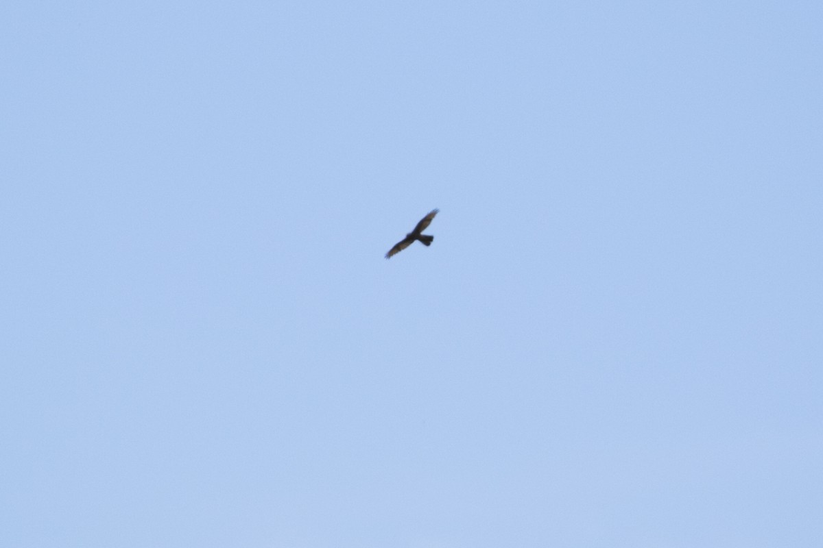 Collared Sparrowhawk/Brown Goshawk - ML647065146