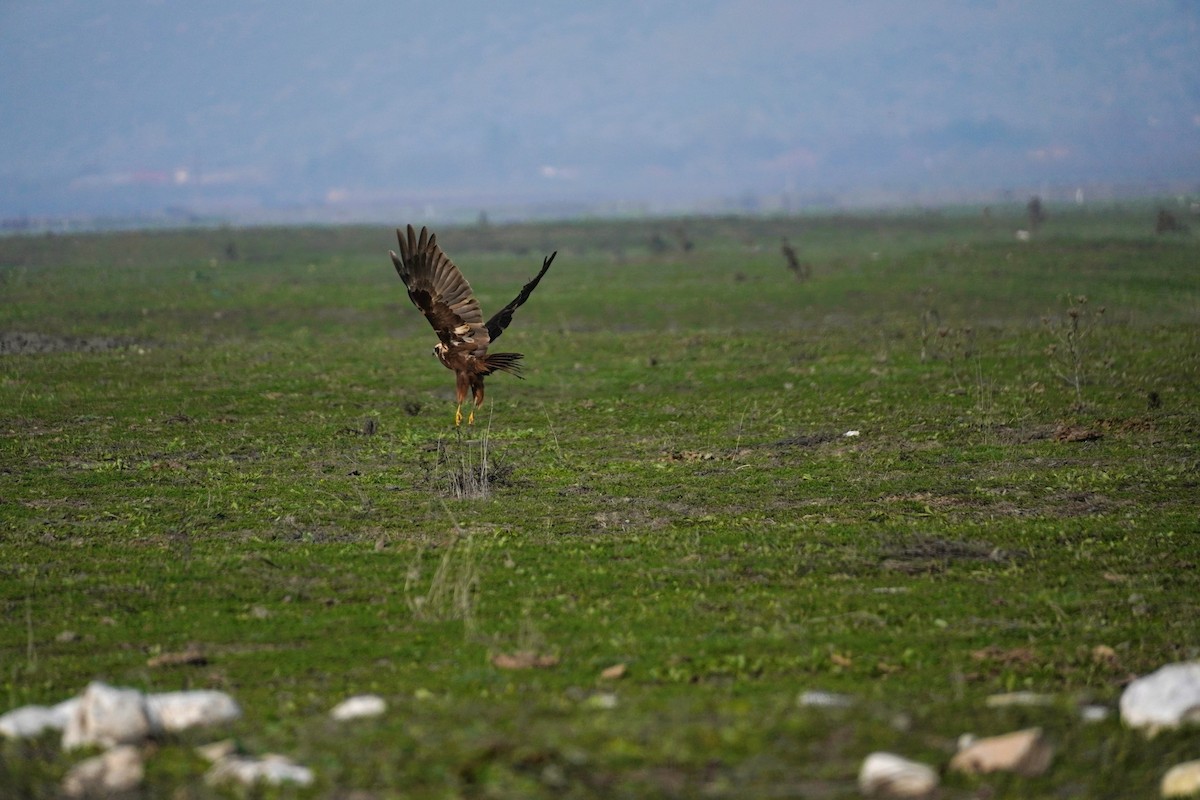 Western Marsh Harrier - ML647065147