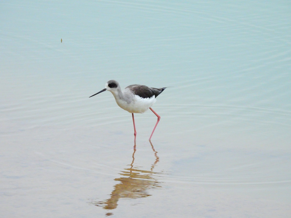 Ходулочник - ML647065149