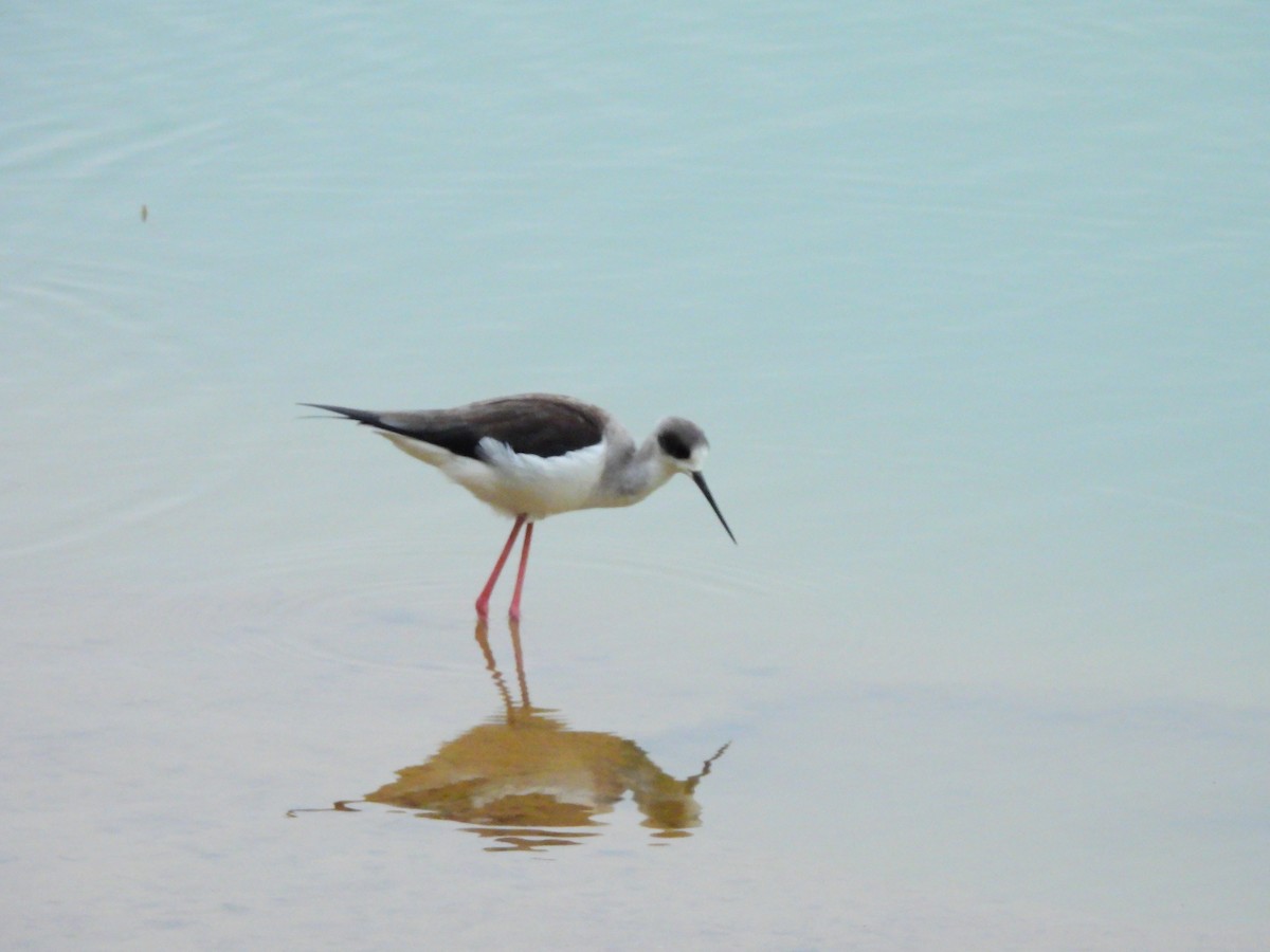 Ходулочник - ML647065150