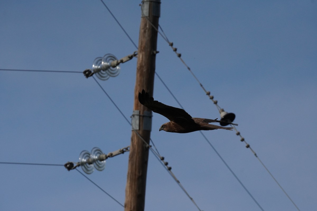 Western Marsh Harrier - ML647065151