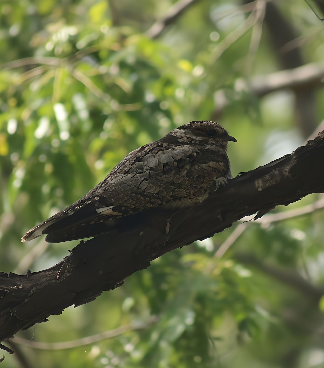 indianattravn - ML647065153