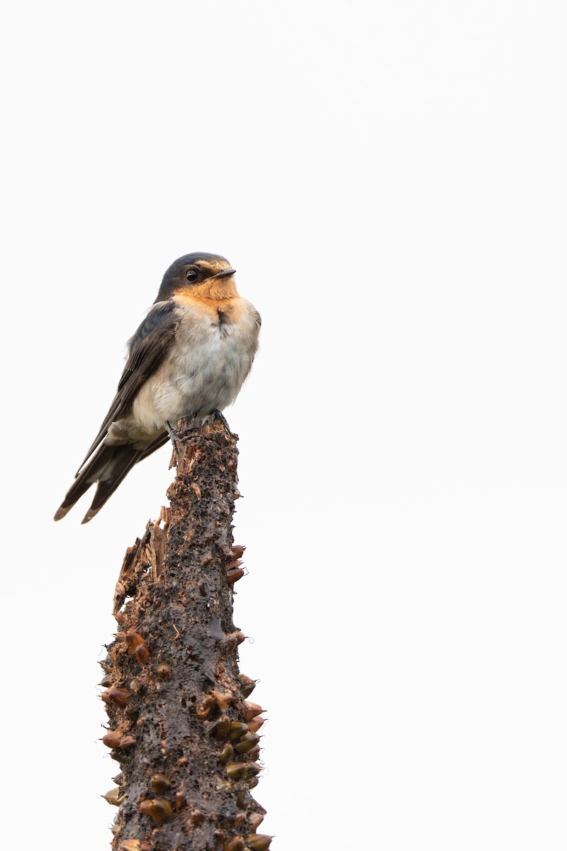 Краснолобая ласточка - ML647065154