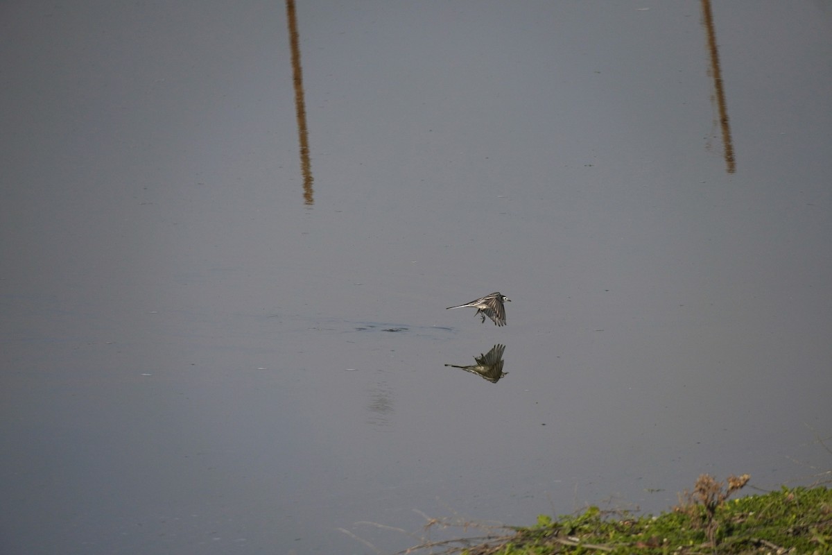 White Wagtail - ML647065155
