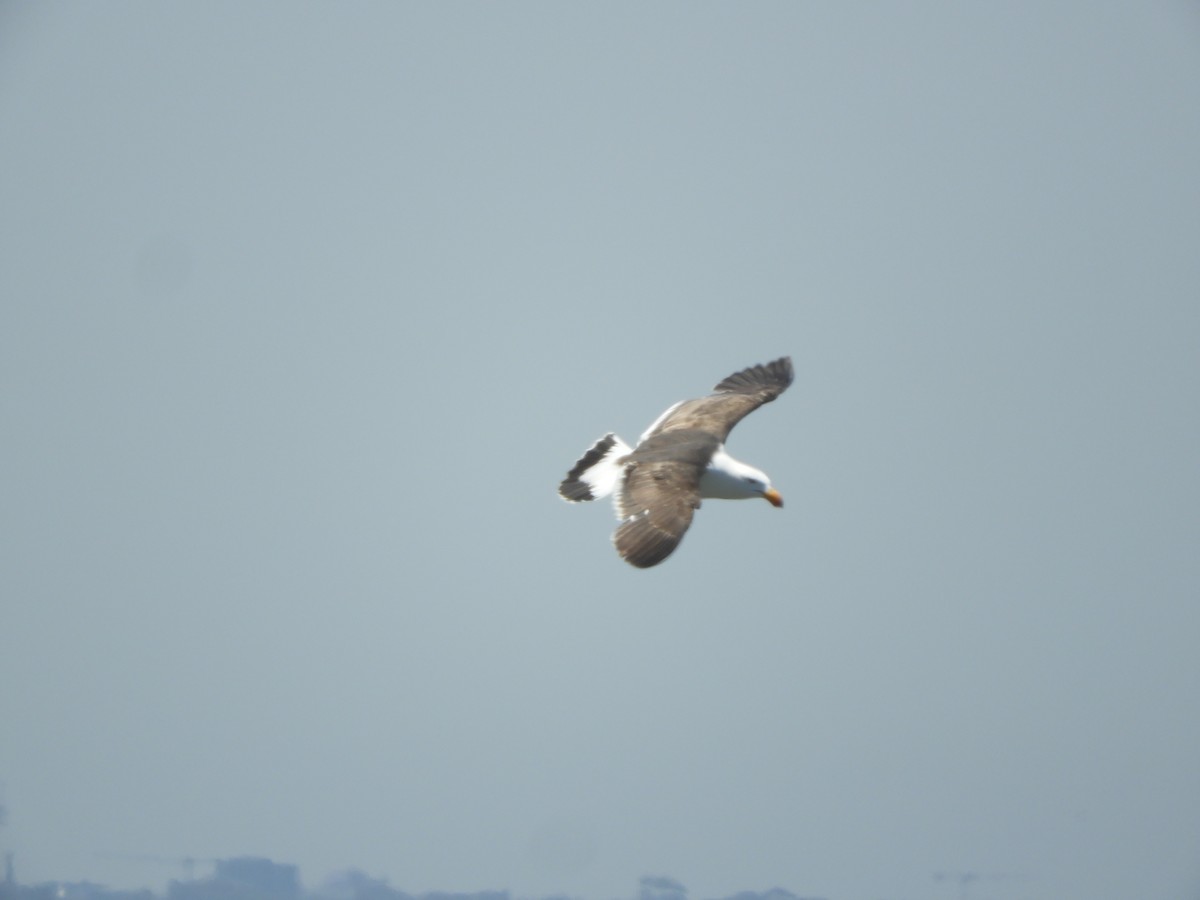 Pacific Gull - ML647065156