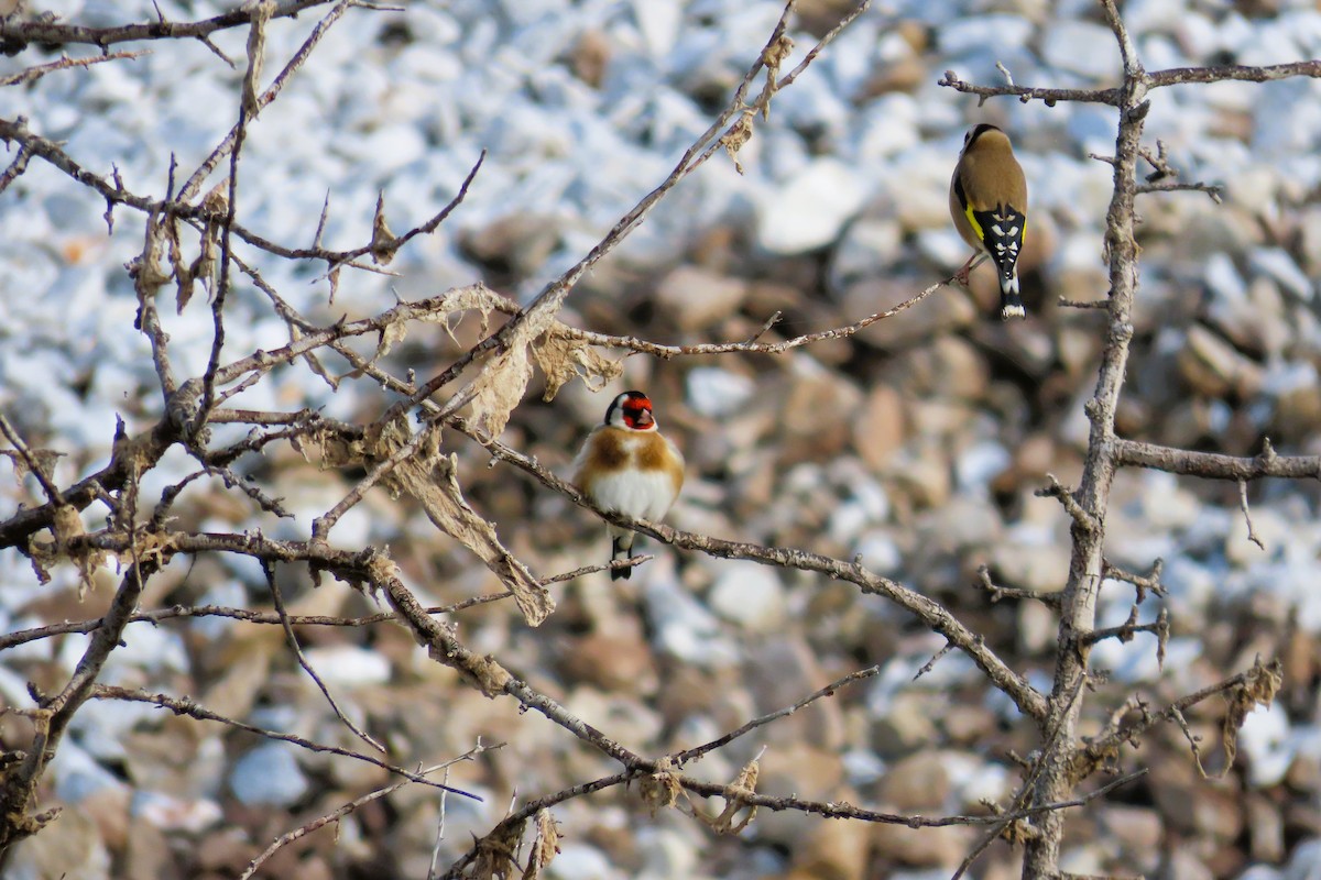 European Goldfinch - ML647065157