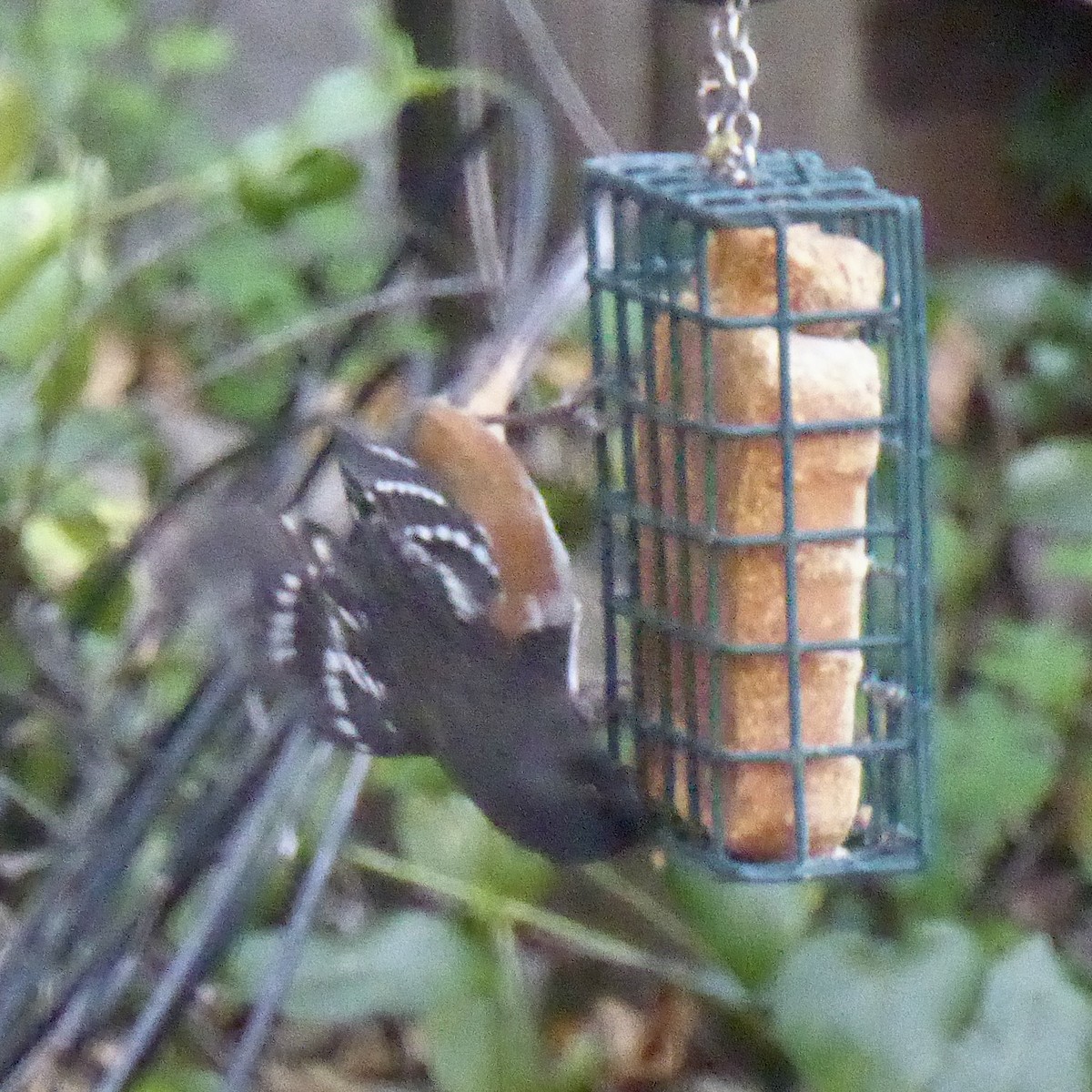 Spotted Towhee - ML647065158