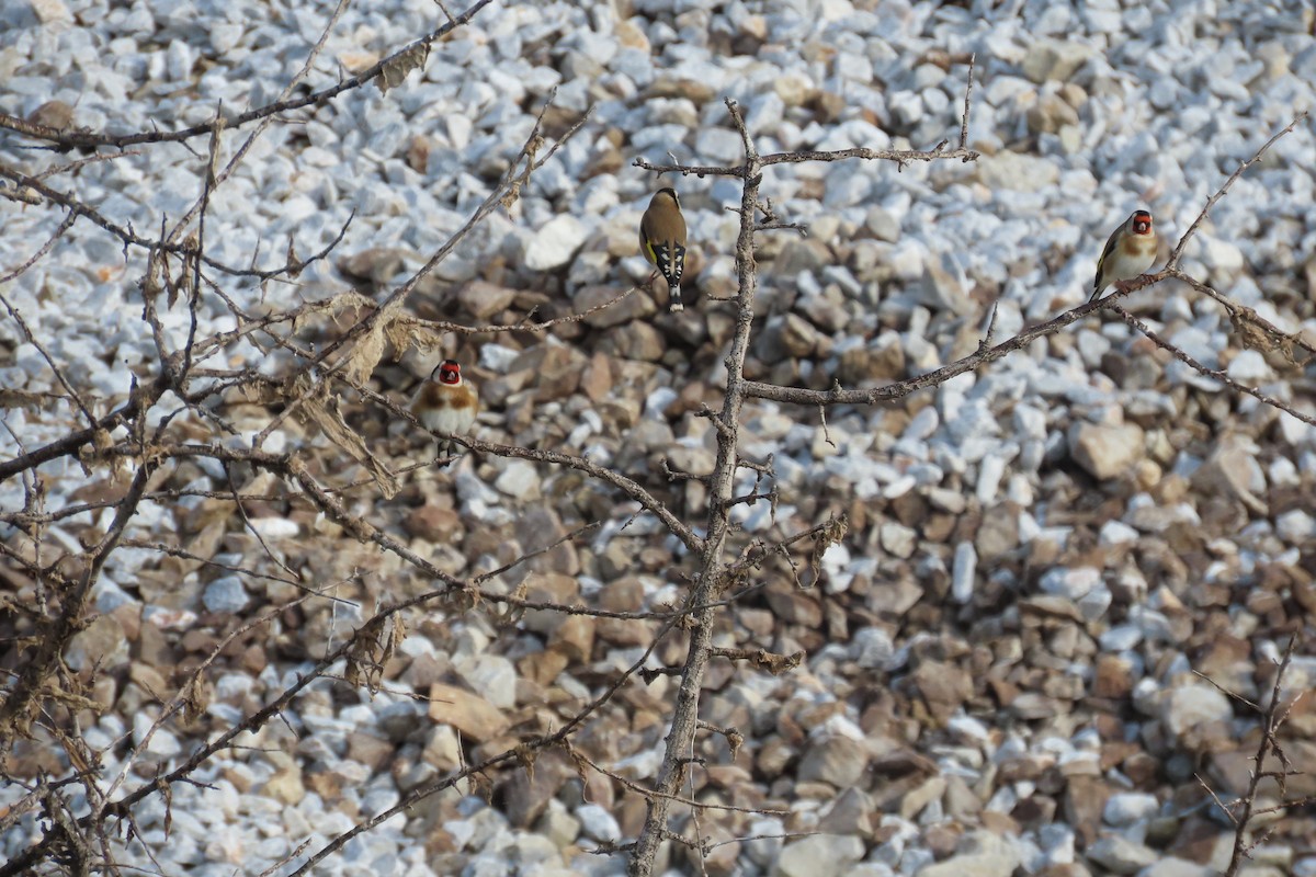 European Goldfinch - ML647065160