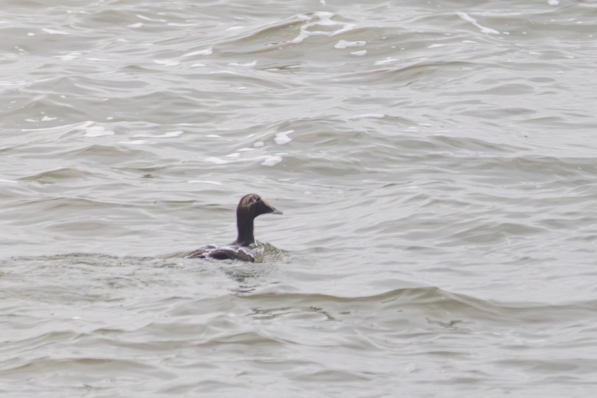 Common Eider - ML647065161