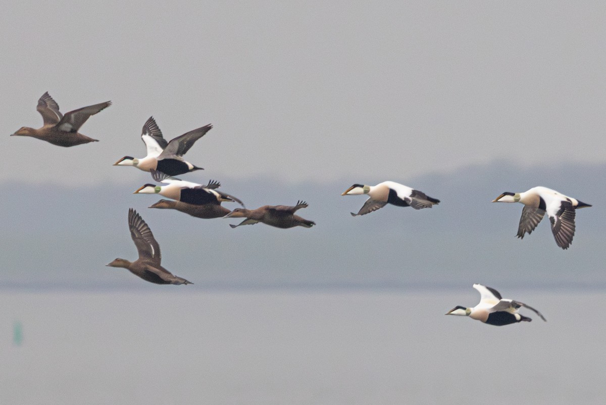Common Eider - ML647065162